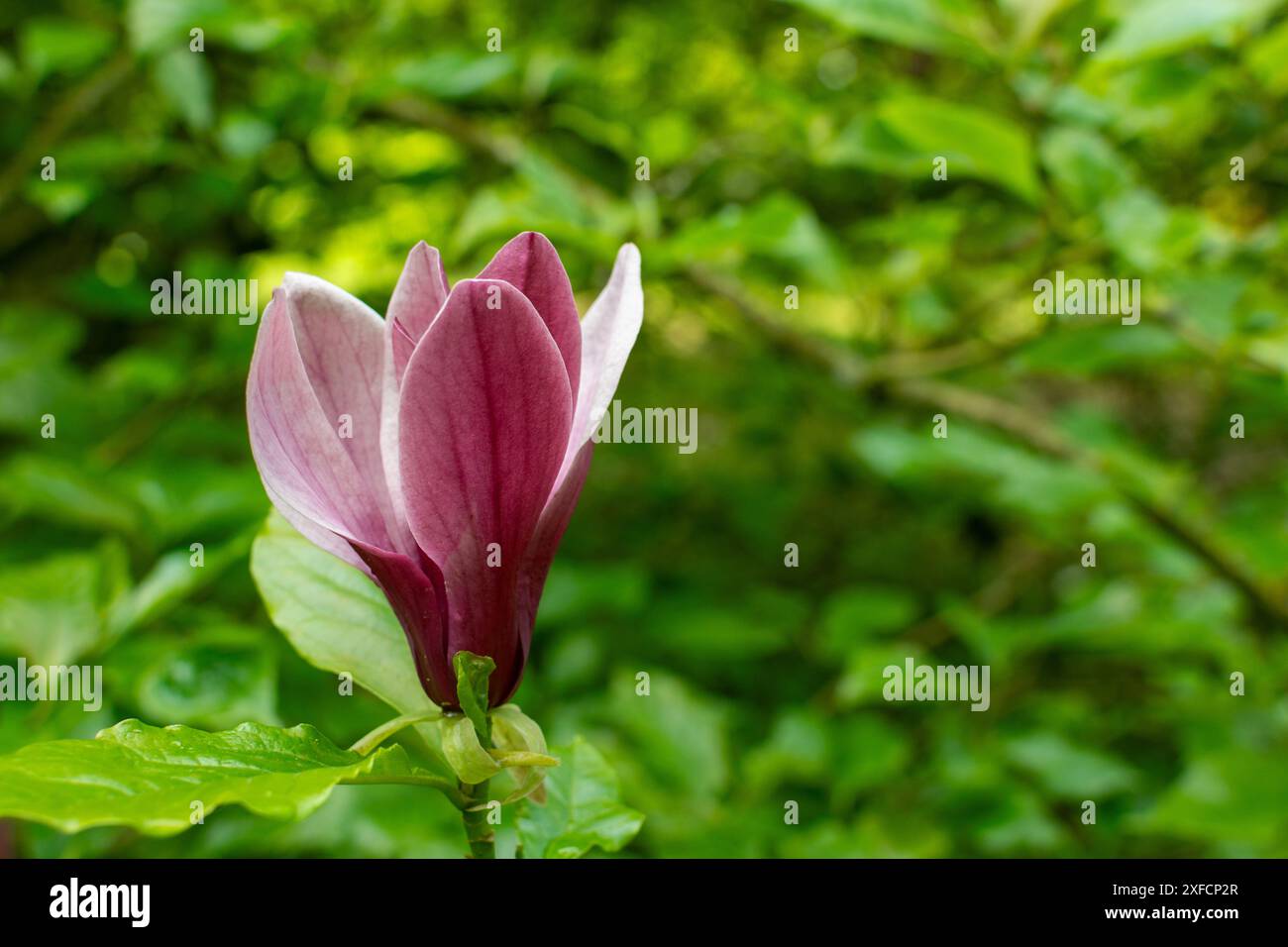 Il Mulan magnolia vanta un vibrante fiore viola, i suoi grandi e vistosi petali che si dispiegano prima che le foglie emergano. Foto Stock