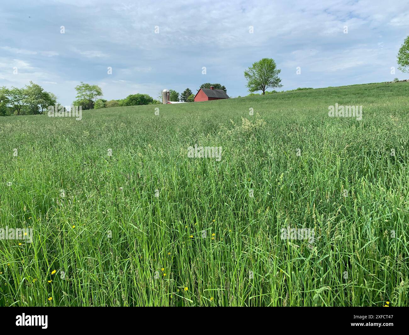 Questa è la Bolton Heritage Farm, conosciuta anche come Rose Farm, una riserva archeologica statale designata. Foto Stock