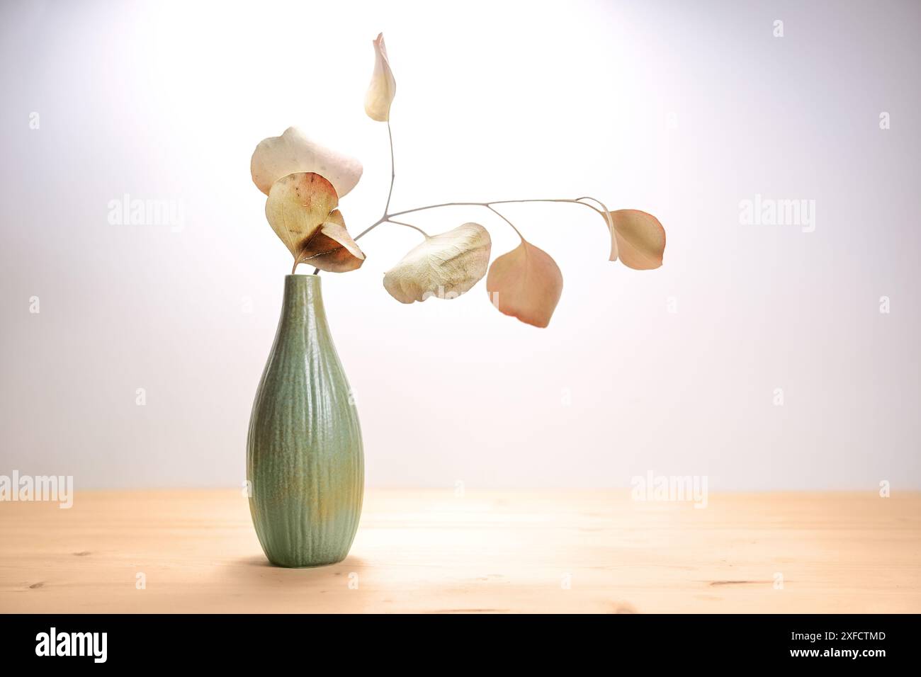 Natura morta minimale con un vaso in ceramica verde oliva e un ramo secco di eucalipto con foglie marroni rossastre su un tavolo in legno, bac grigio chiaro dai toni caldi Foto Stock