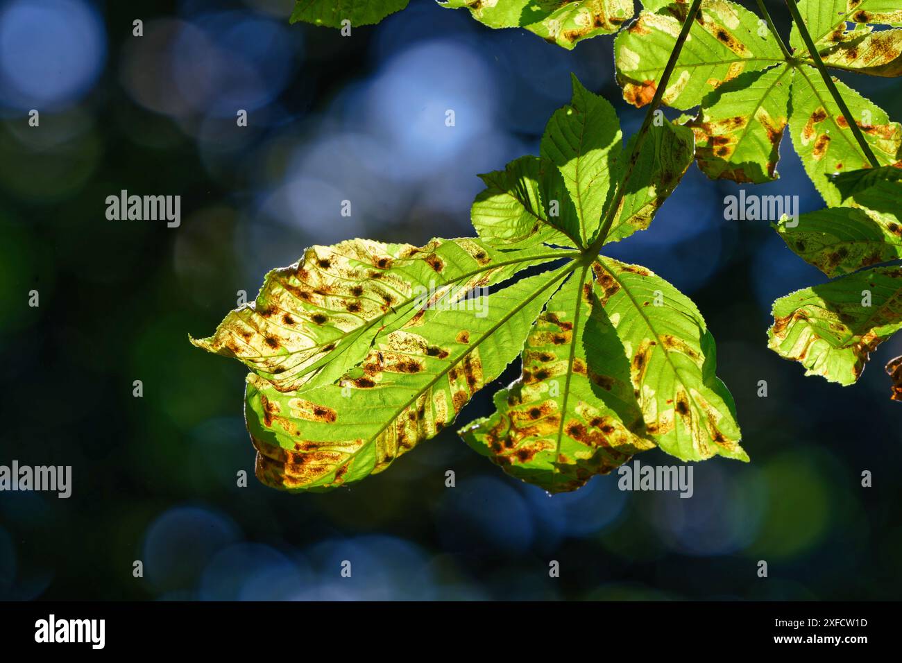 foglie di castagno con danni causati dai minatori di foglie di castagno nella retroilluminazione Foto Stock
