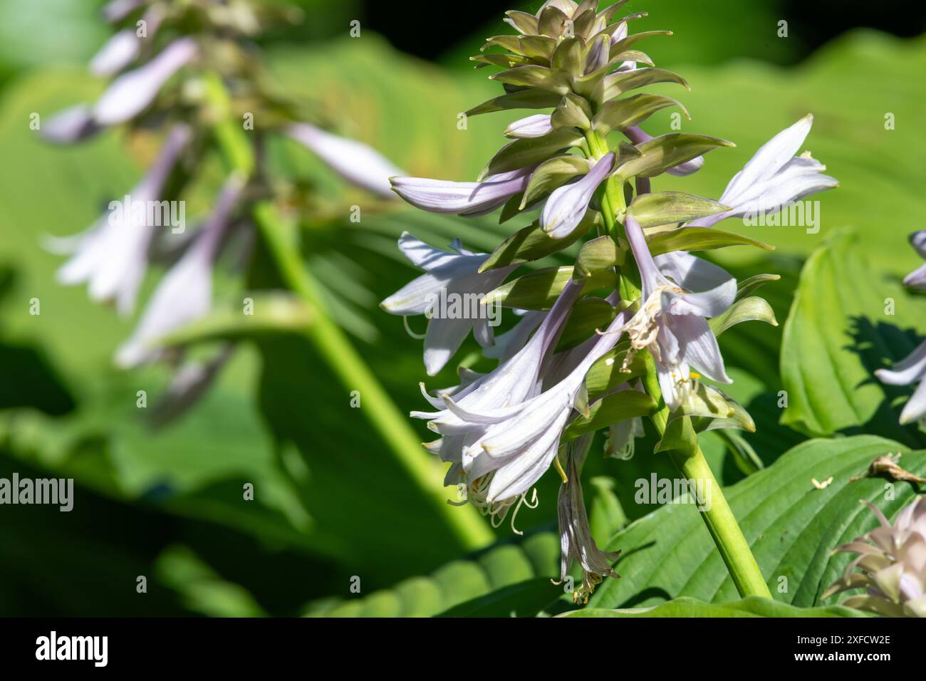 Primo piano di una hosta (Frances Williams) giglio in fiore Foto Stock