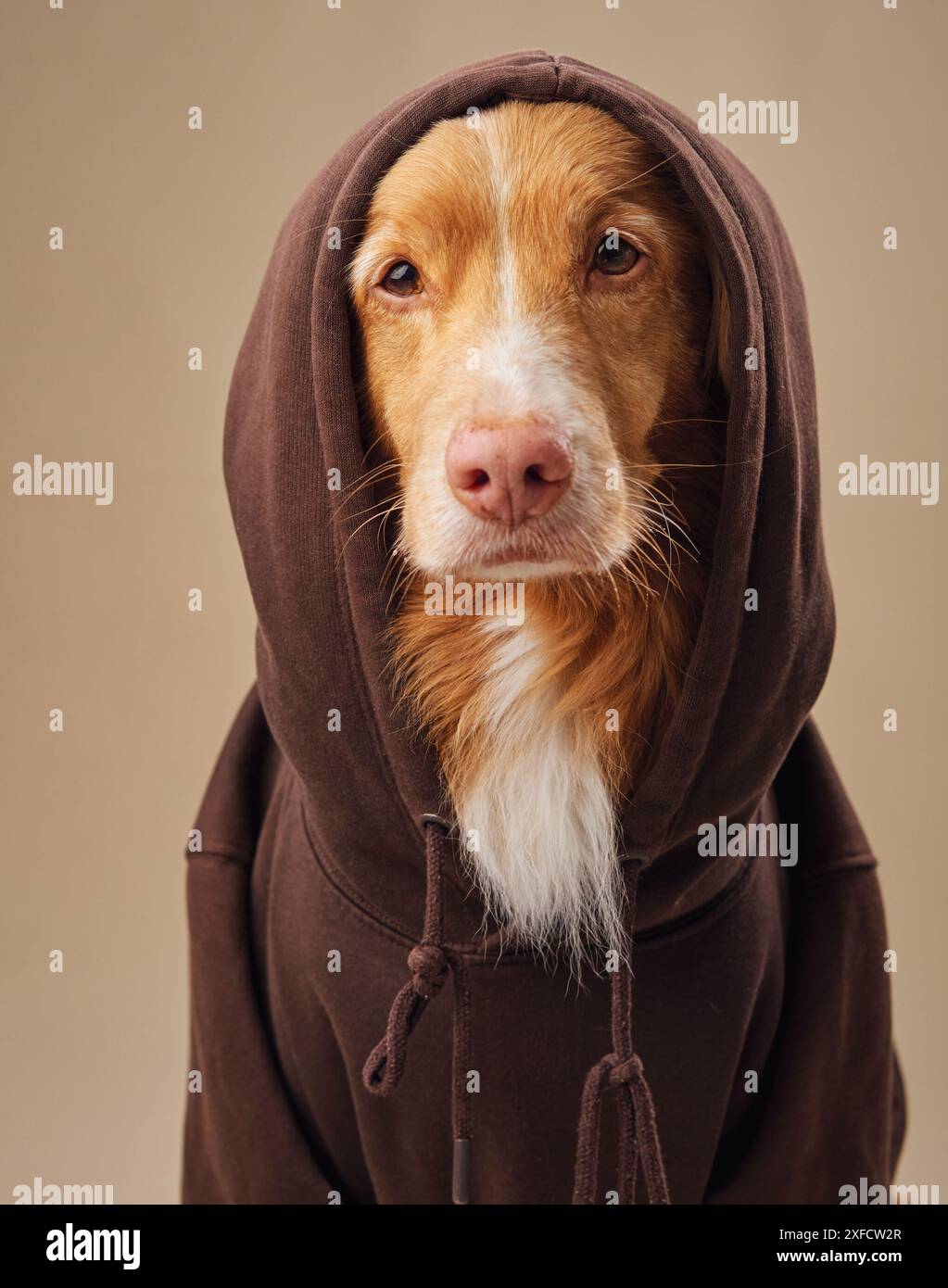 Un cane Tolling Retriever della Nova Scotia Duck indossa una felpa con cappuccio, che si fonde con un tocco di comfort e simpatia Foto Stock