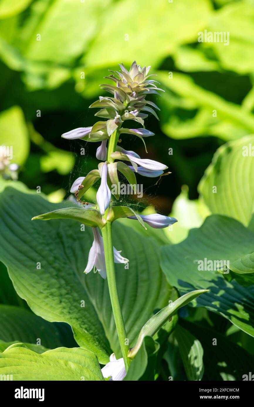 Primo piano di una hosta (Frances Williams) giglio in fiore Foto Stock