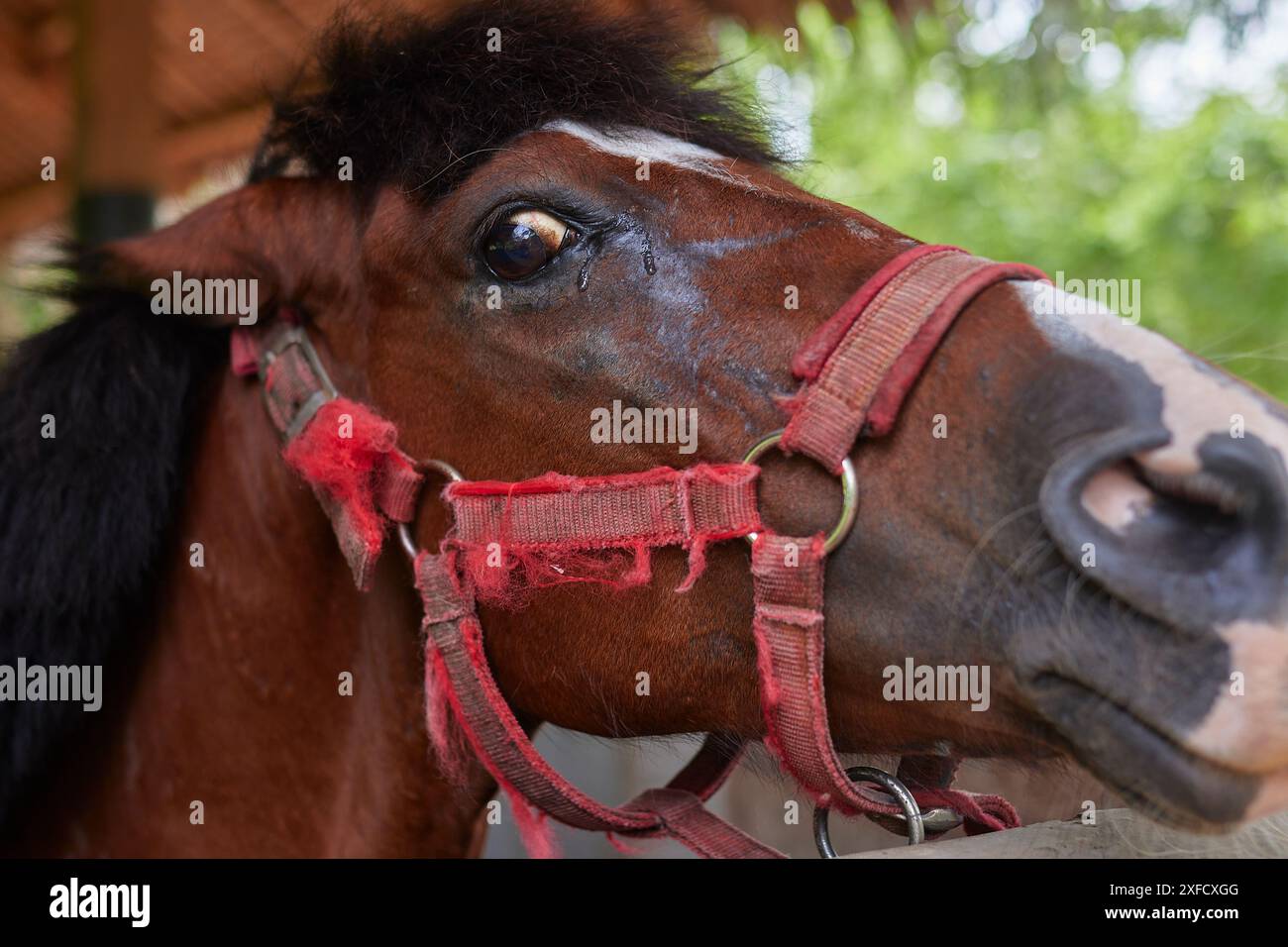 un cavallo allarmato, un primo piano della museruola Foto Stock