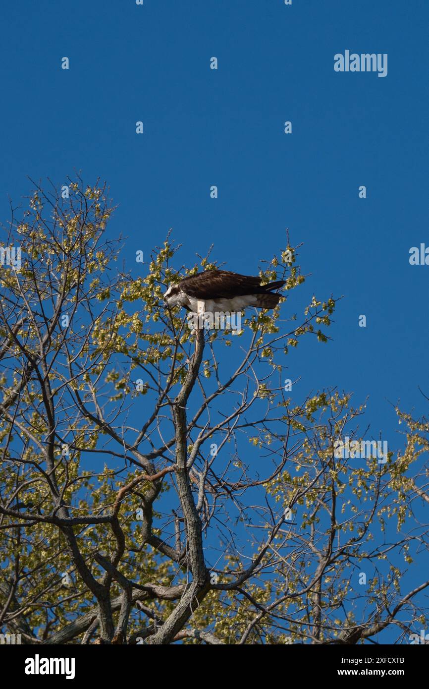 Osprey, Pandion haliaetus, Potomac River, Virginia, Stati Uniti Foto Stock