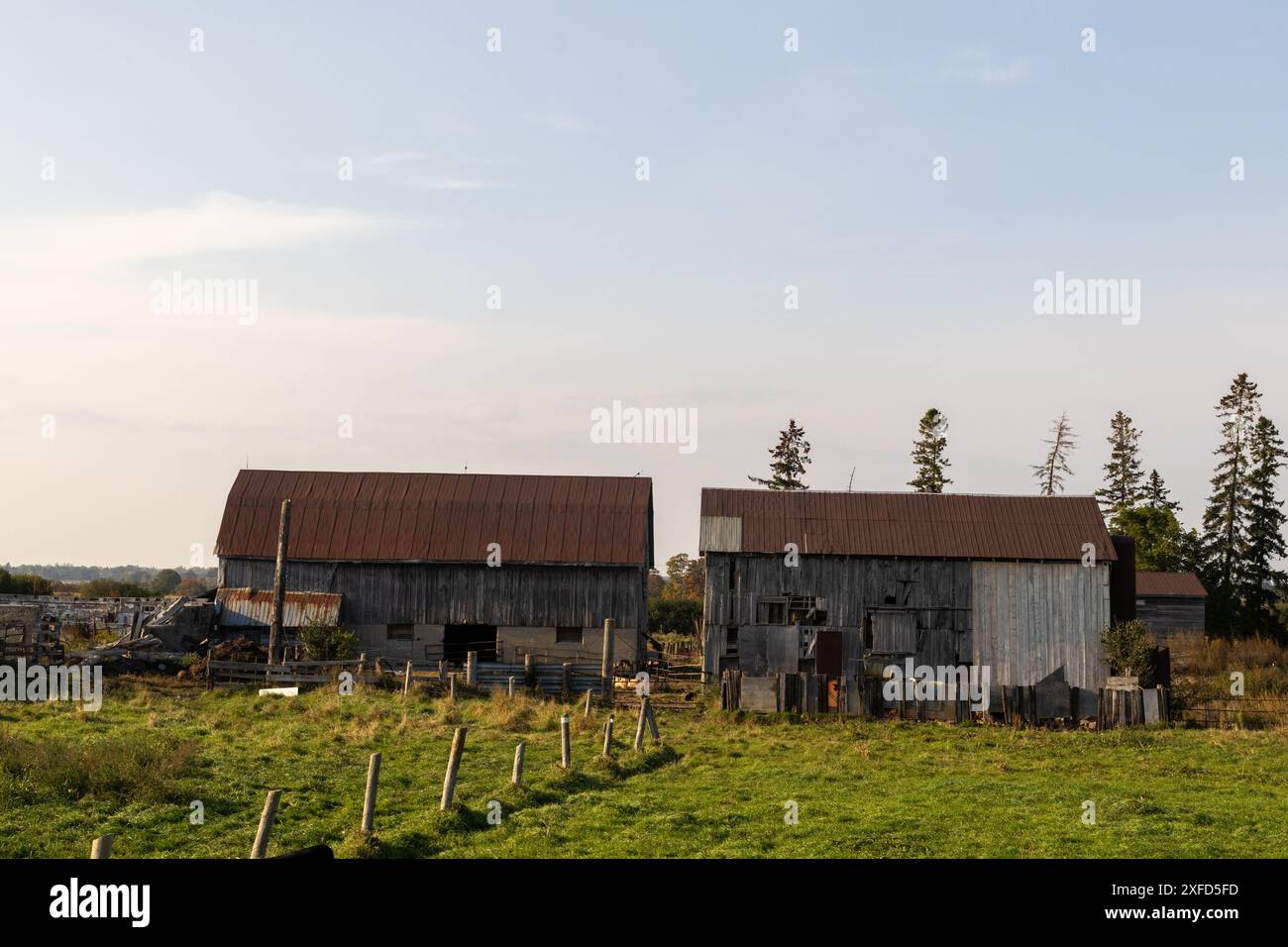 Rustica fattoria - fienili intemprati tra campi verdi sotto un cielo limpido, circondati da alti alberi - tranquillo paesaggio rurale. Presa a Toronto, Canada Foto Stock