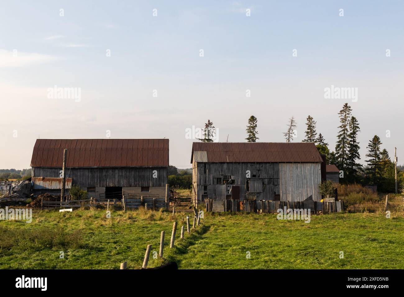 Rustica fattoria - fienili intemprati tra campi verdi sotto un cielo limpido, circondati da alti alberi - tranquillo paesaggio rurale. Presa a Toronto, Canada Foto Stock