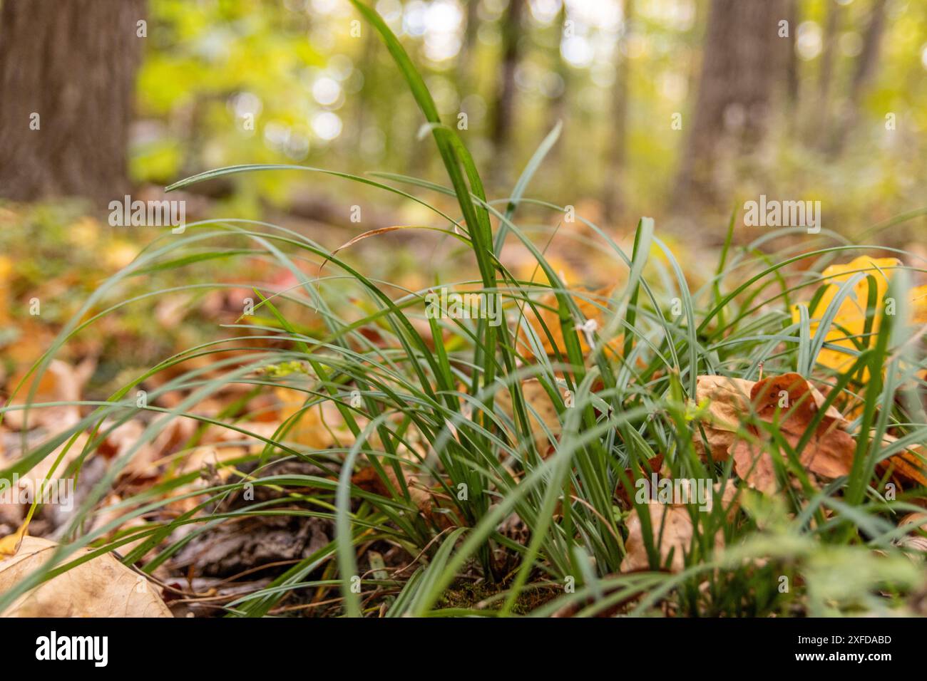 Erba verde con vibranti foglie autunnali sparse intorno - Vista ravvicinata di un terreno forestale nella stagione autunnale - attenzione morbida agli alberi lontani. Preso a Toro Foto Stock