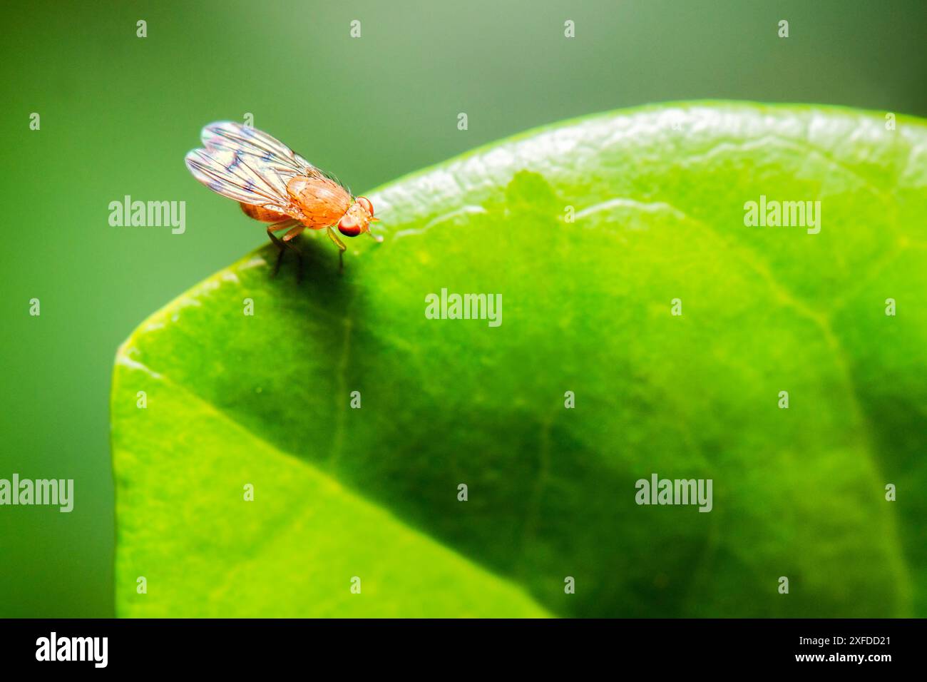 Meiosimyza decempunctata è una specie di piccole mosche della famiglia Lauxaniidae. Foto Stock