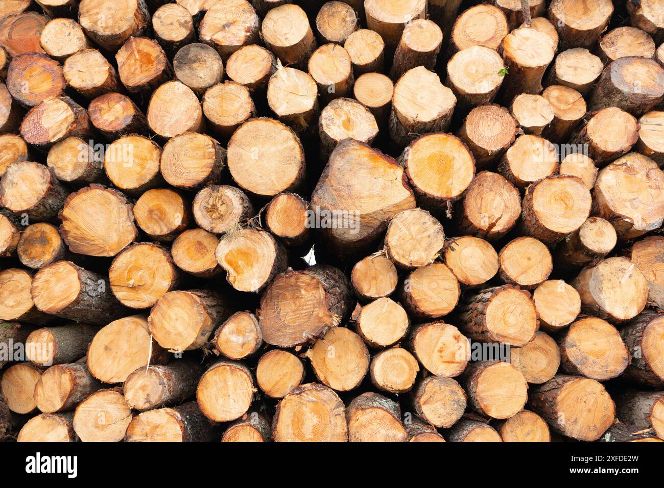 Mucchio di tronchi di legno. Tronchi di legno. Legname sostenibile certificato proveniente da foreste gestite per il rimboschimento. L'azienda del legno garantisce trasparenza e tracciabilità Foto Stock