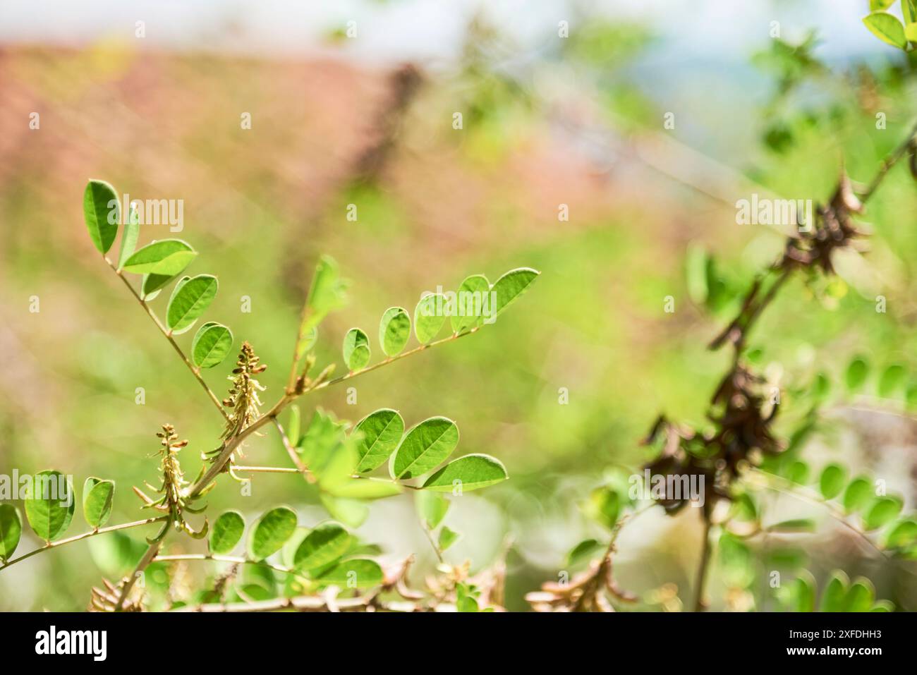 Vista ravvicinata delle foglie di un indaco selvatico o anil, indigofera suffruticosa, pianta arbustiva comunemente utilizzata per produrre un pigmento naturale blu. Foto Stock