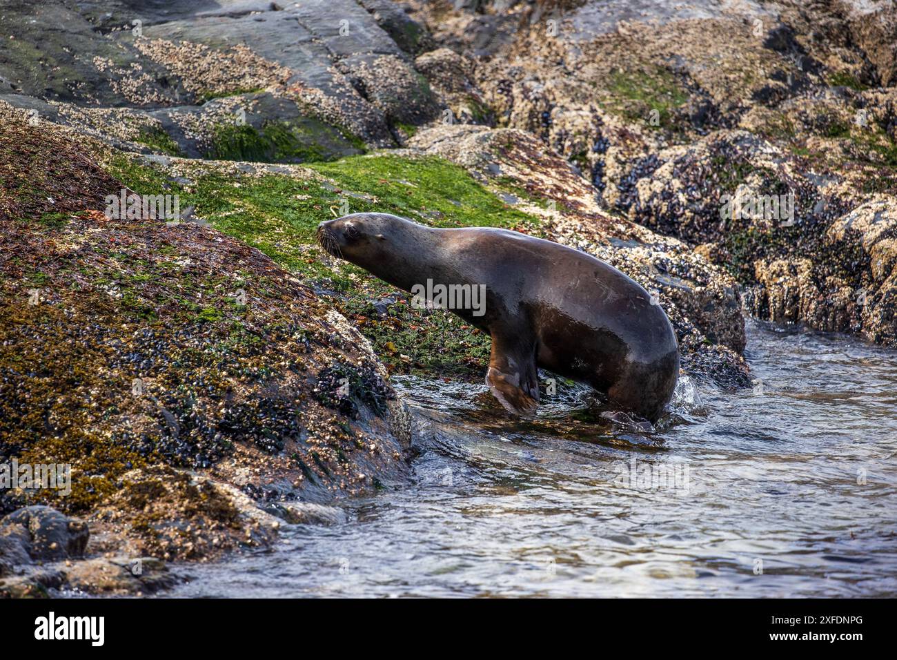 Leone marino, Faro Les Éclaireurs, Beagle Channel, Argentina giovedì 16 novembre, 2023. foto: David Rowland / One-Image.com Foto Stock