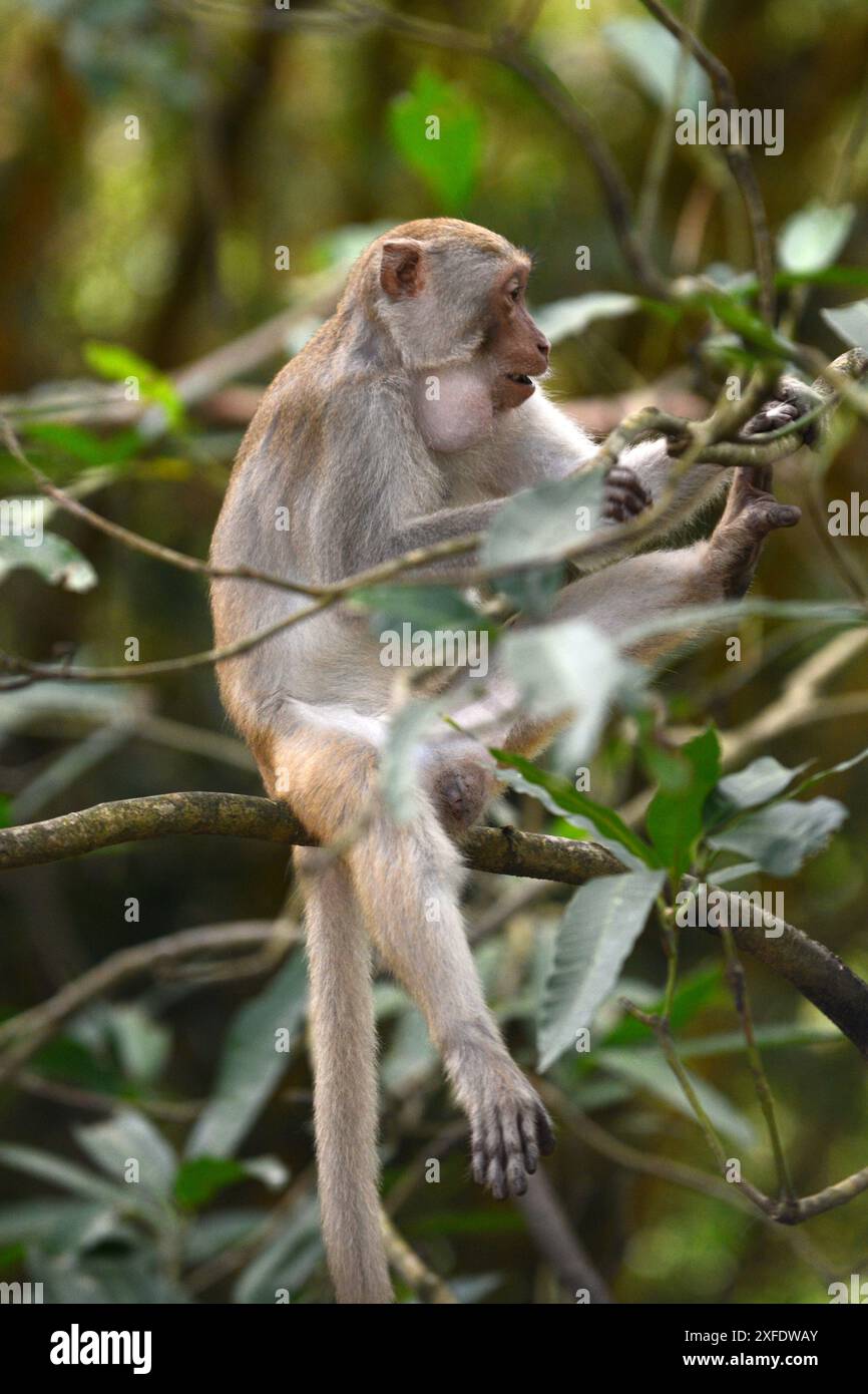 Una scimmia Macaque nella penisola di Son tra vicino a da Nang, Vietnam. Foto Stock