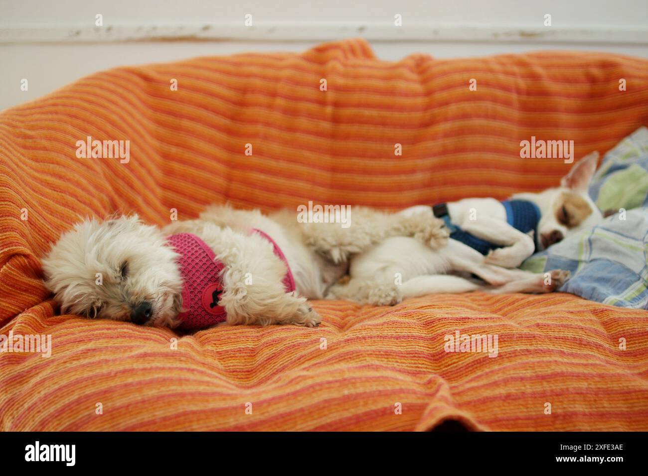 i simpatici cani adottivi e luminosi riposano a casa nel soggiorno sul divano. Ritratto di due cani che dormono Foto Stock