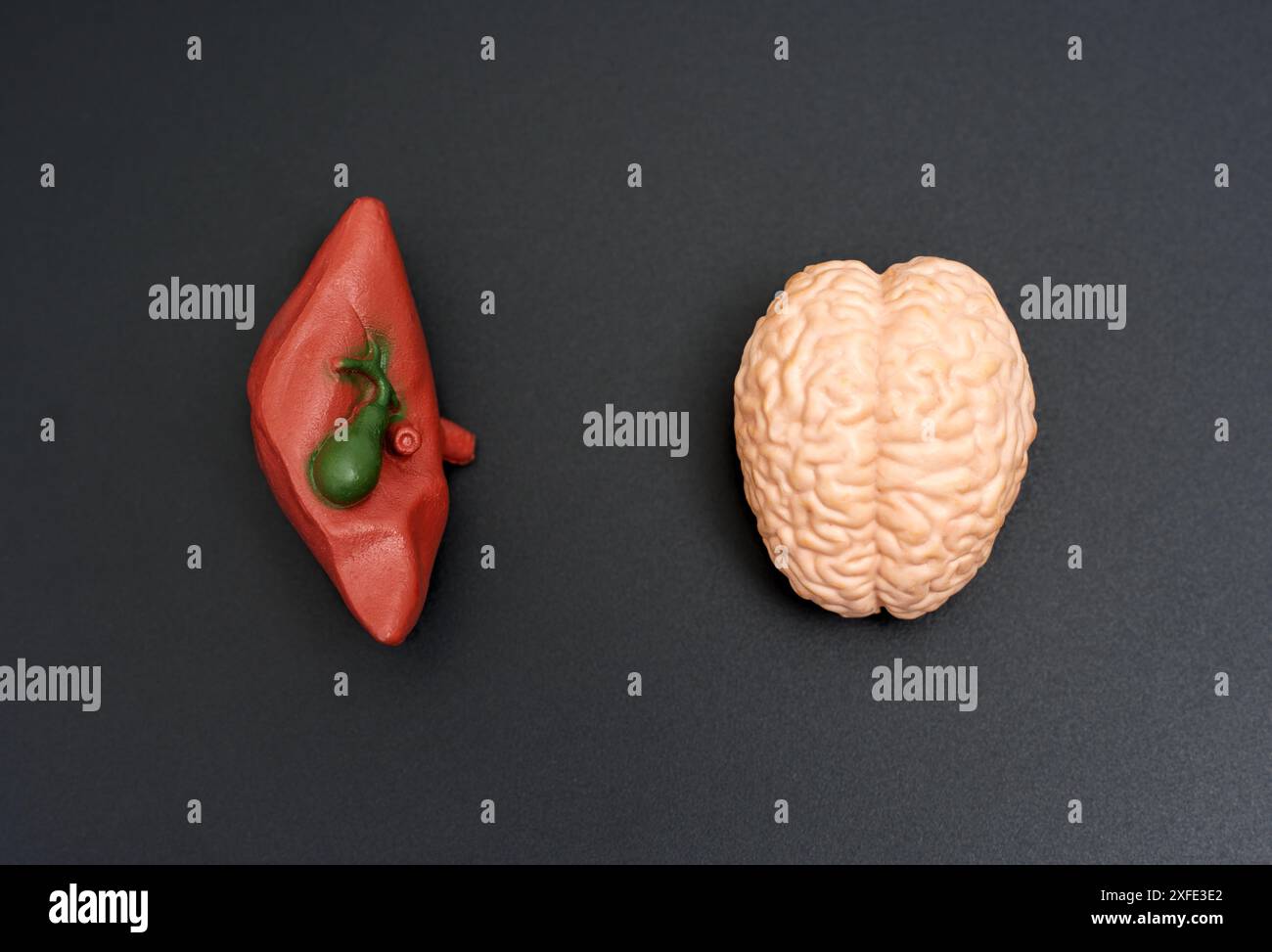 Modelli realistici di fegato e cervello posizionati fianco a fianco su una superficie nera. Foto Stock