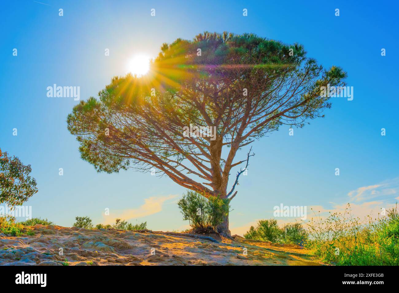 Wisdom Tree a Los Angeles si erge potente sotto il sole vibrante e i cieli limpidi, irradiando serenità e forza naturali. Foto Stock