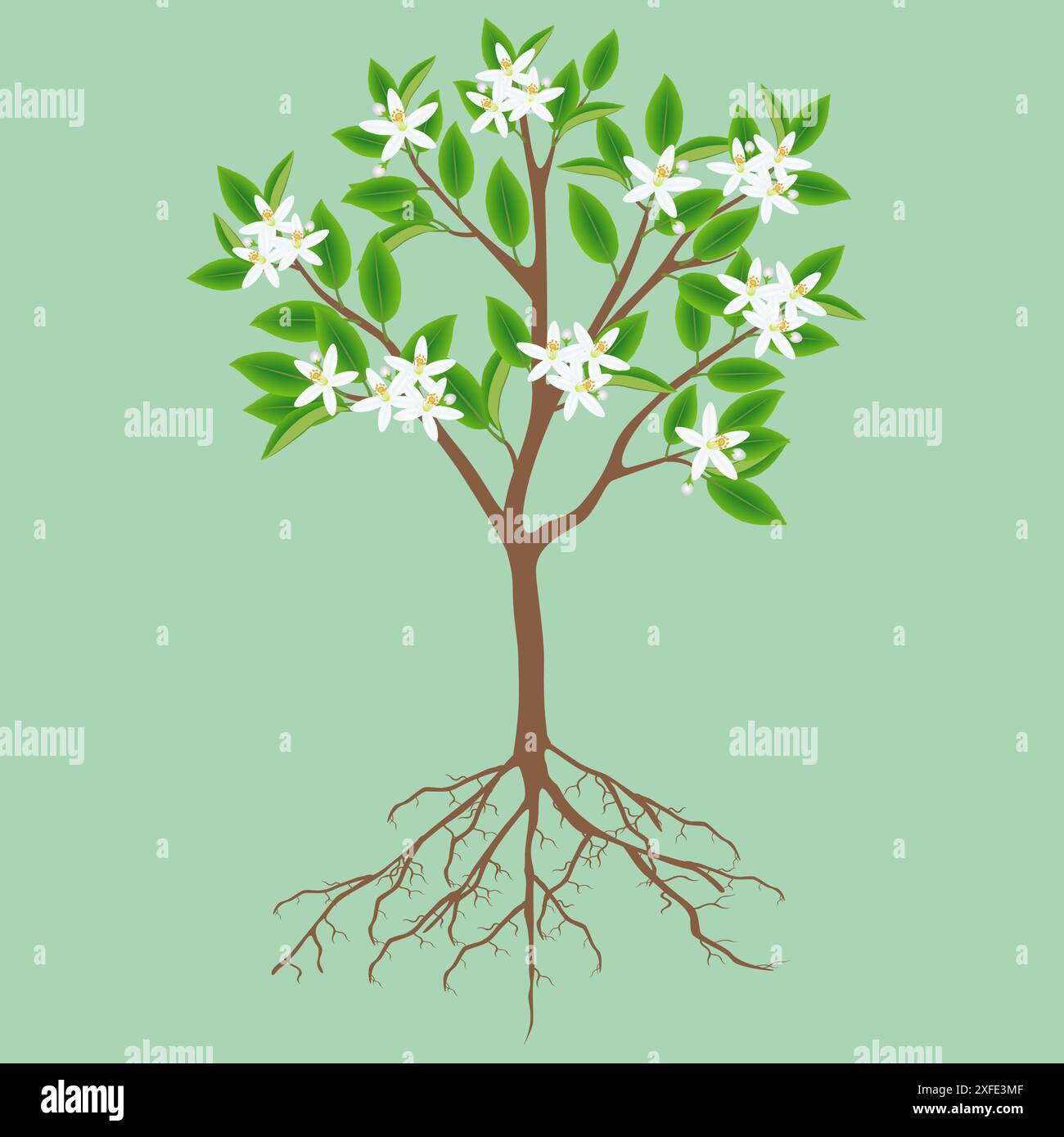 Limone fiorito con radici su sfondo verde. Illustrazione Vettoriale