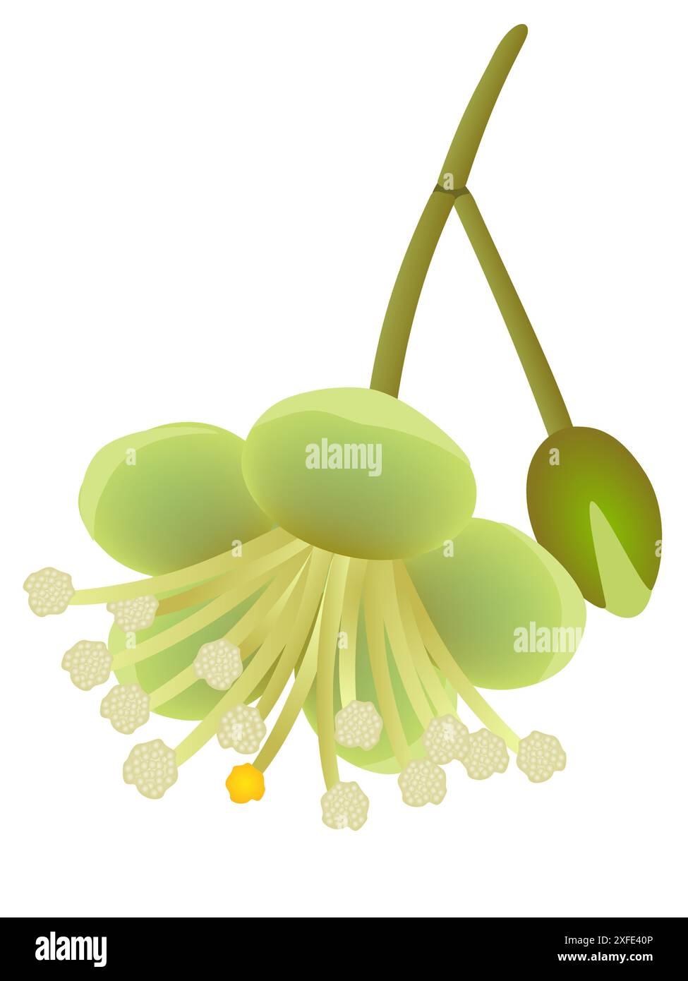 Fiore e boccioli di durian isolati su sfondo bianco. Illustrazione Vettoriale