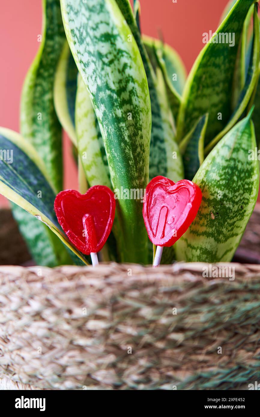 Caramelle a forma di cuore e pianta di serpente nel cesto in tessuto donano romanticismo e bellezza naturale all'arredamento Foto Stock