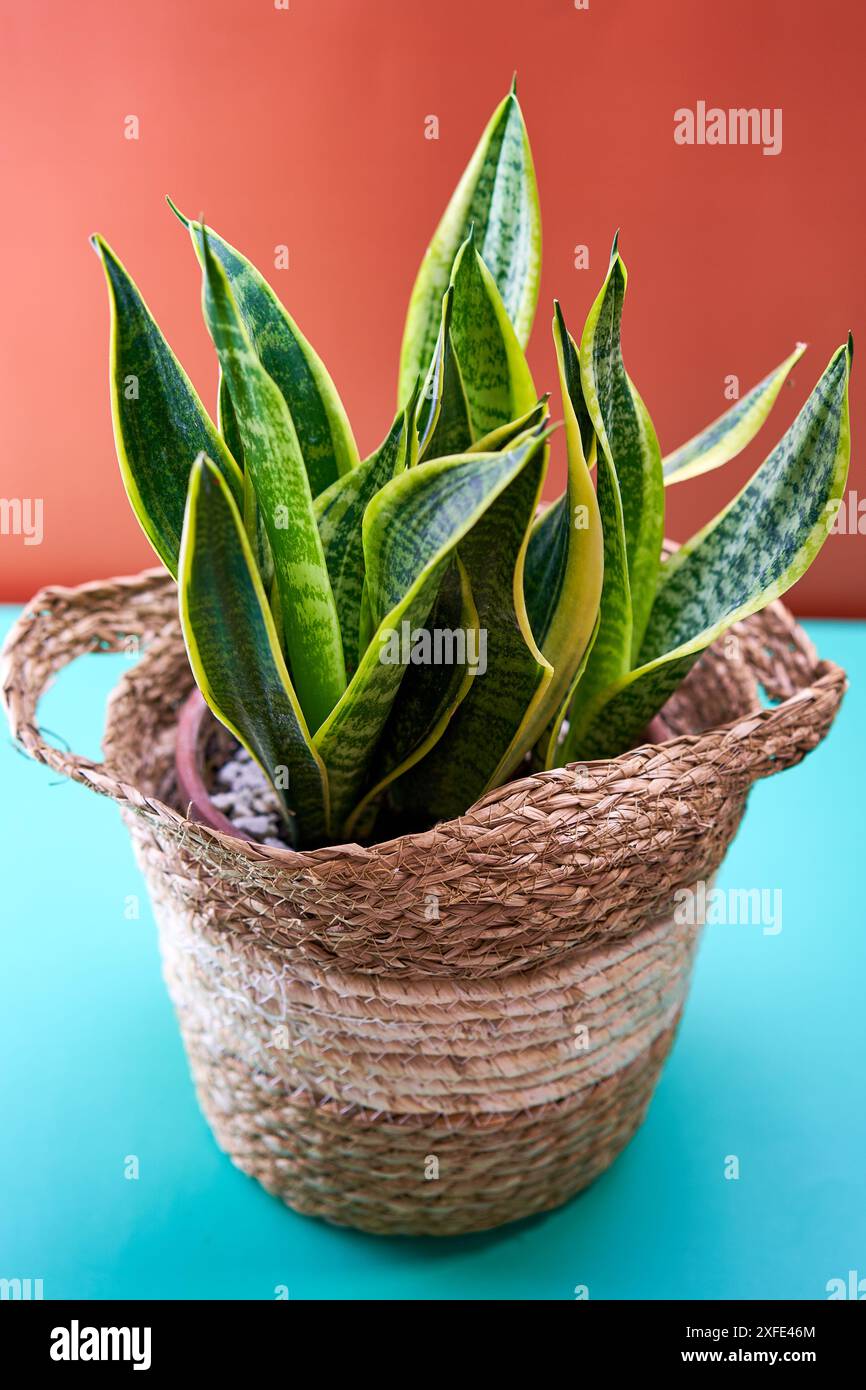 Snake Plant in un cesto intrecciato su sfondo arancione e blu, per un arredamento elegante e vivace Foto Stock