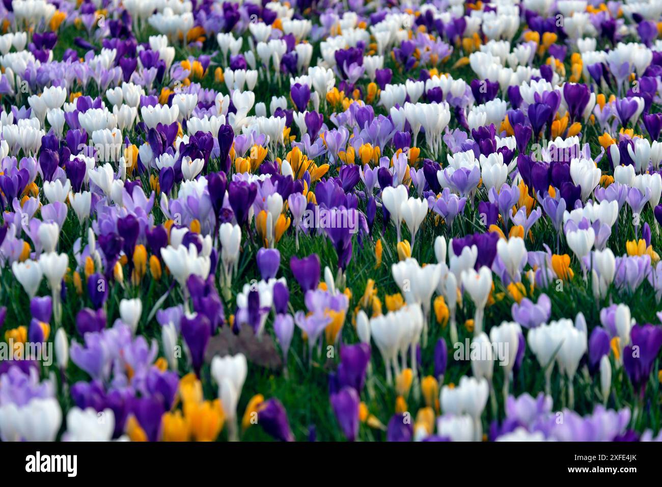 Francia, Territoire de Belfort, Belfort, giardino, letto di croci primaverili (Crocus vernus) Foto Stock