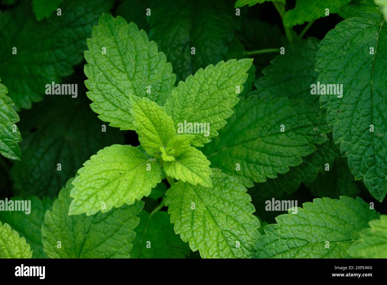 Francia, Territoire de Belfort, Belfort, Melissa officinalis, fogliame Foto Stock