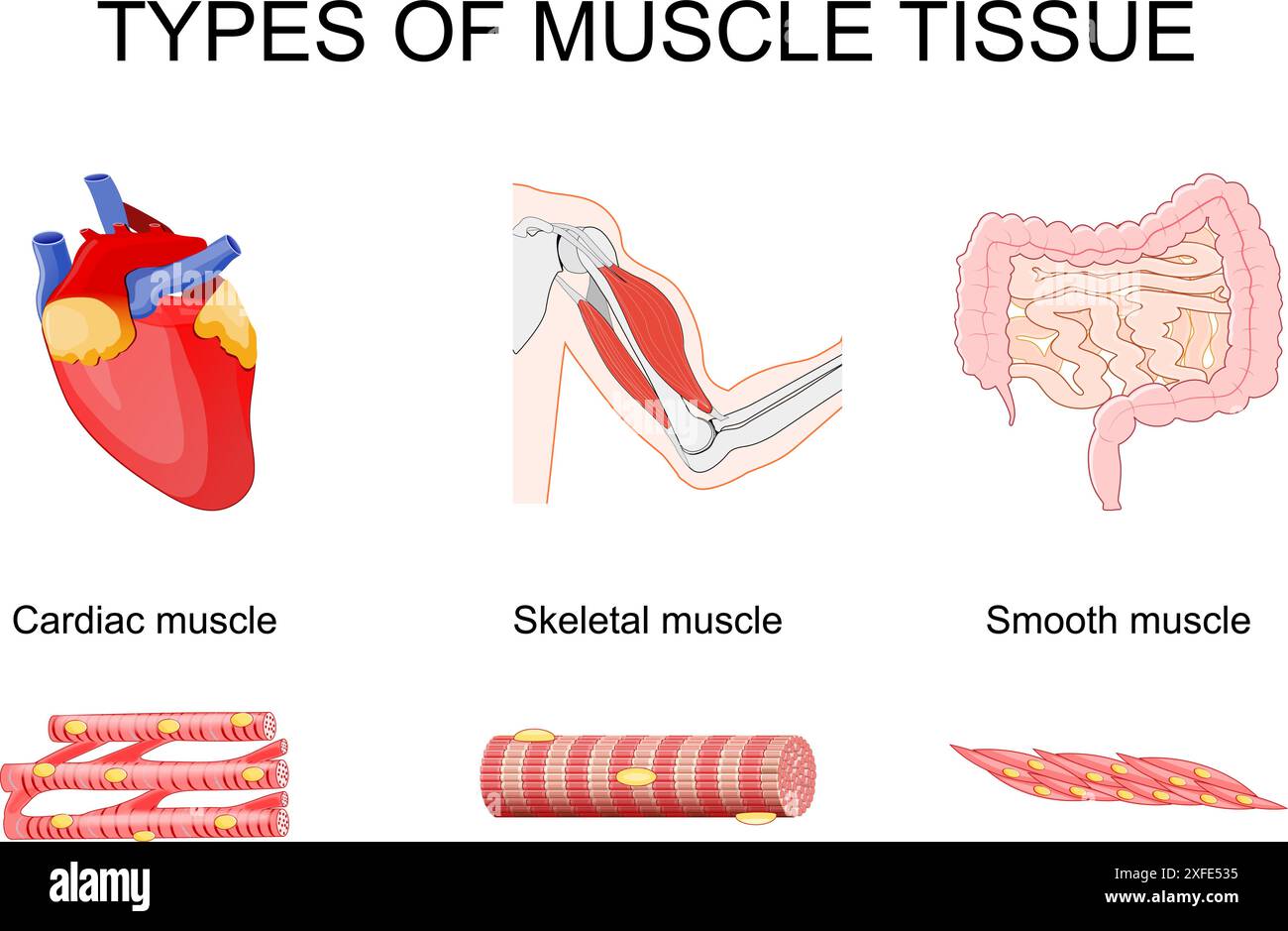 Tessuto muscolare. Primo piano di muscolo scheletrico nei bicipiti, muscolo cardiaco nel cuore e muscolo liscio nell'intestino tenue e nel colon. Miociti. Vettore Illustrazione Vettoriale