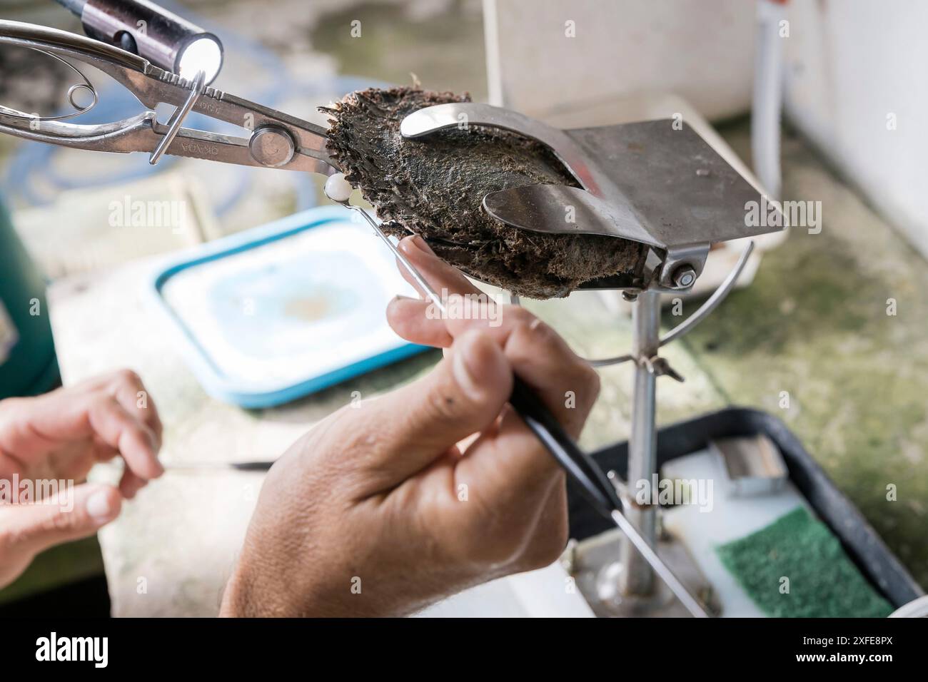 Polinesia francese, Isole della società, Tahaa, allevamento di perle Champon Foto Stock