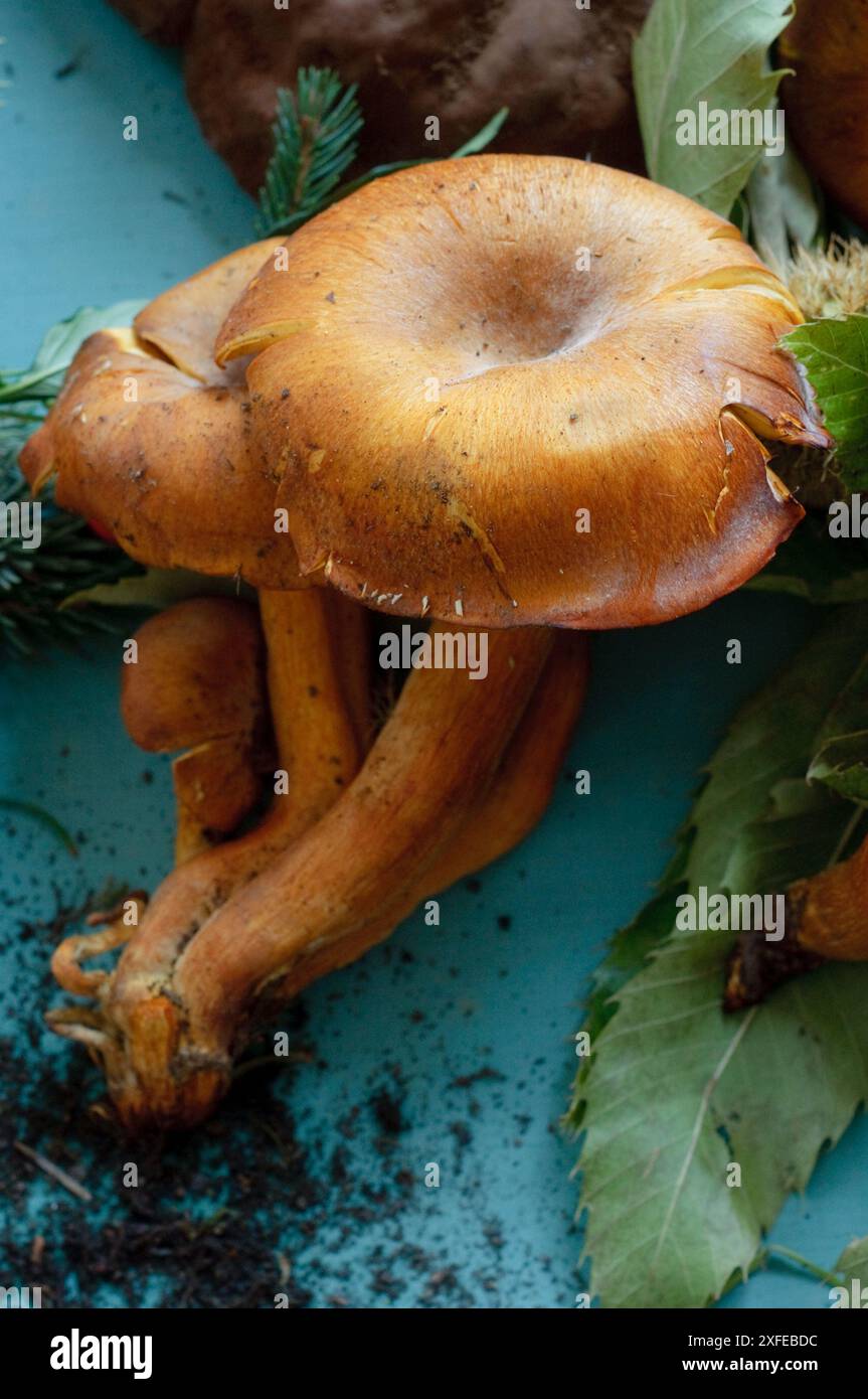 Jack-O-Lantern fungo Omphalotus Olearius Foto Stock