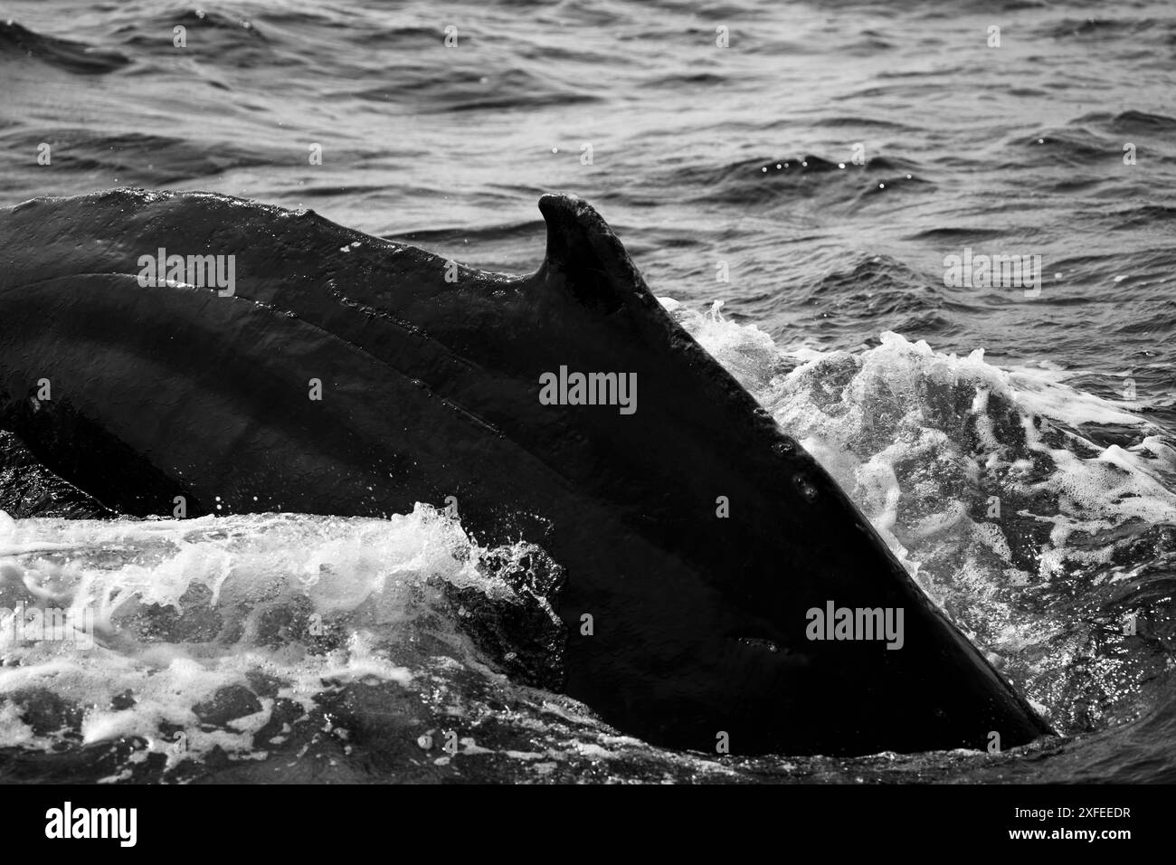 Viaggio su strada in Islanda nella stagione primaverile con cascate, animali e paesaggi geologici vulcanici tipici dell'isola. Foto Stock