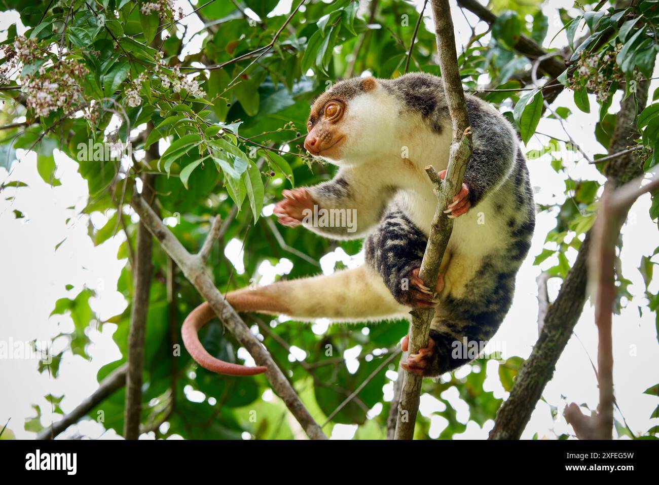 Waigeou cuscus o Waigeou spotted cuscus (Spilocuscus papuensis), Raja Ampat Biodiversity Nature Resort, Waigeo, Raja Ampat, West Papua, Indonesia Foto Stock