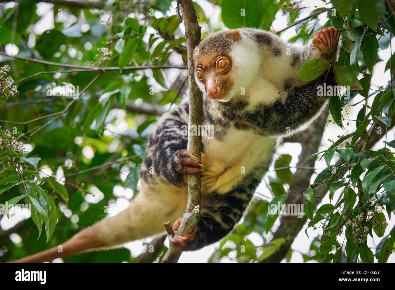 Waigeou cuscus o Waigeou spotted cuscus (Spilocuscus papuensis), Raja Ampat Biodiversity Nature Resort, Waigeo, Raja Ampat, West Papua, Indonesia Foto Stock
