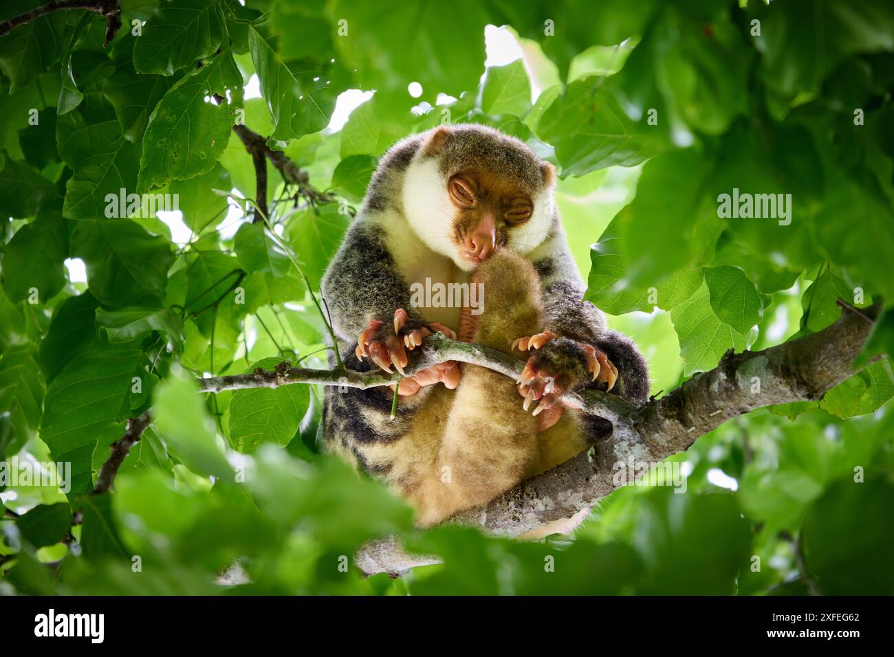 Waigeou cuscus o Waigeou spotted cuscus (Spilocuscus papuensis), Raja Ampat Biodiversity Nature Resort, Waigeo, Raja Ampat, West Papua, Indonesia Foto Stock