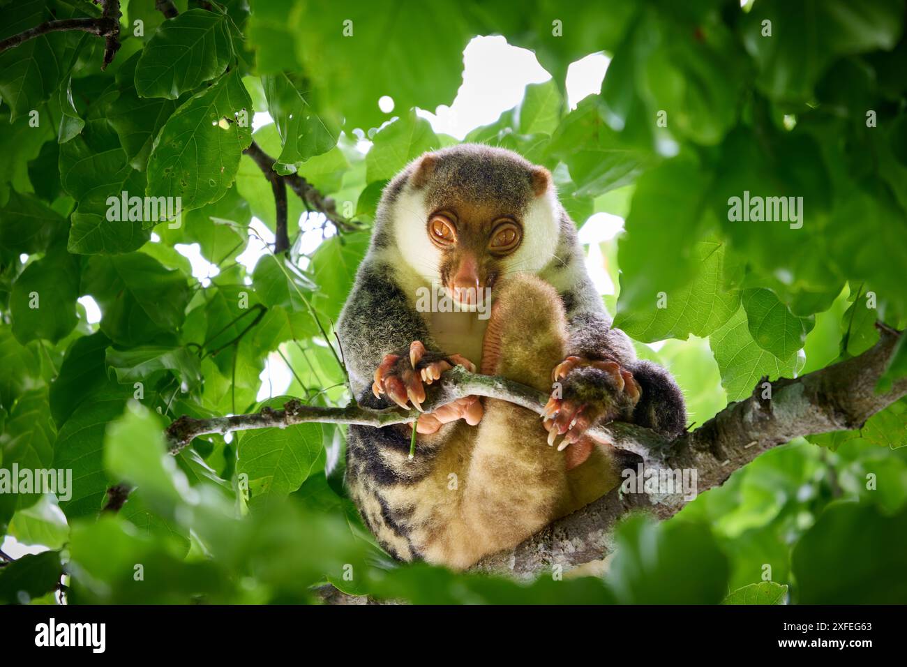 Waigeou cuscus o Waigeou spotted cuscus (Spilocuscus papuensis), Raja Ampat Biodiversity Nature Resort, Waigeo, Raja Ampat, West Papua, Indonesia Foto Stock