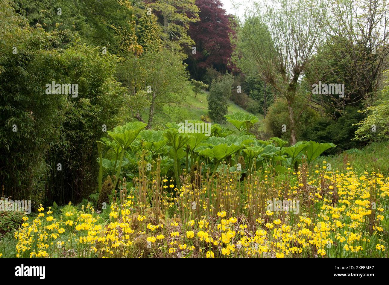 Candelabra Primulas e Gunnera (rabarbaro selvatico) ai Glendurgan Gardens, Cornovaglia, Regno Unito Foto Stock