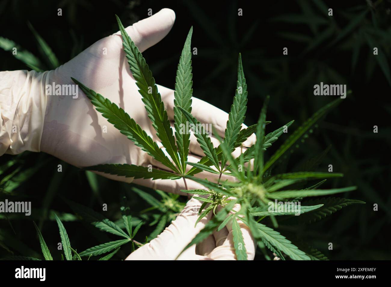 una mano nei guanti bianchi tiene le foglie di cannabis. Bellissime foglie di cannabis verde. Il concetto di coltivare cannabis in agricoltura. Legalizzare la luce dr Foto Stock