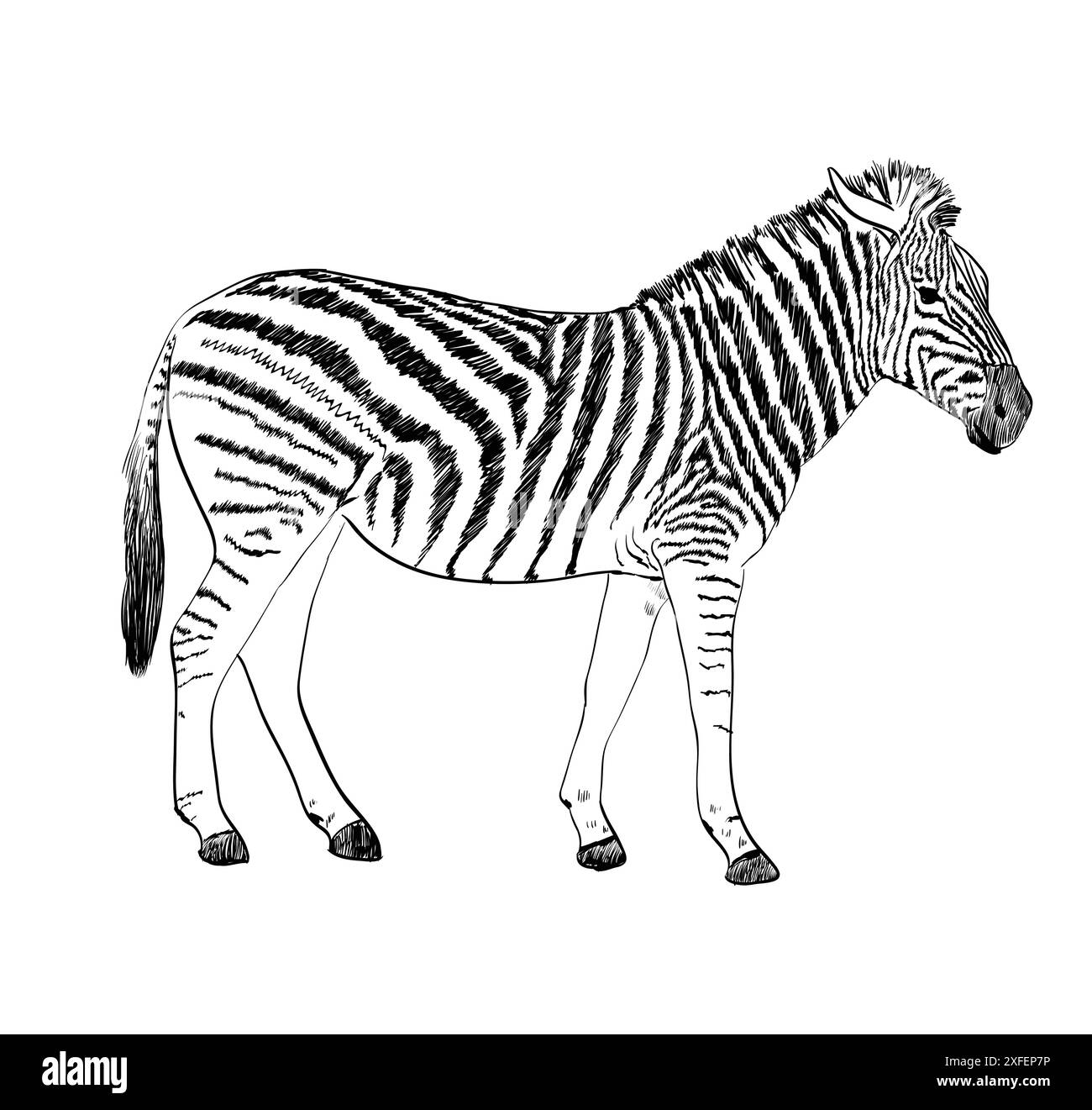 Schizzo di una zebra. Illustrazione vettoriale disegnata a mano. Illustrazione Vettoriale