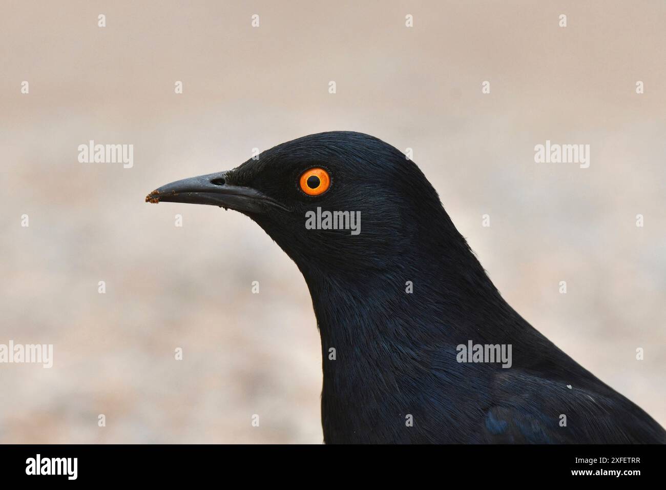 starling alato pallido (Onychognathus nabouroup), Ritratto, vista laterale, Namibia Foto Stock