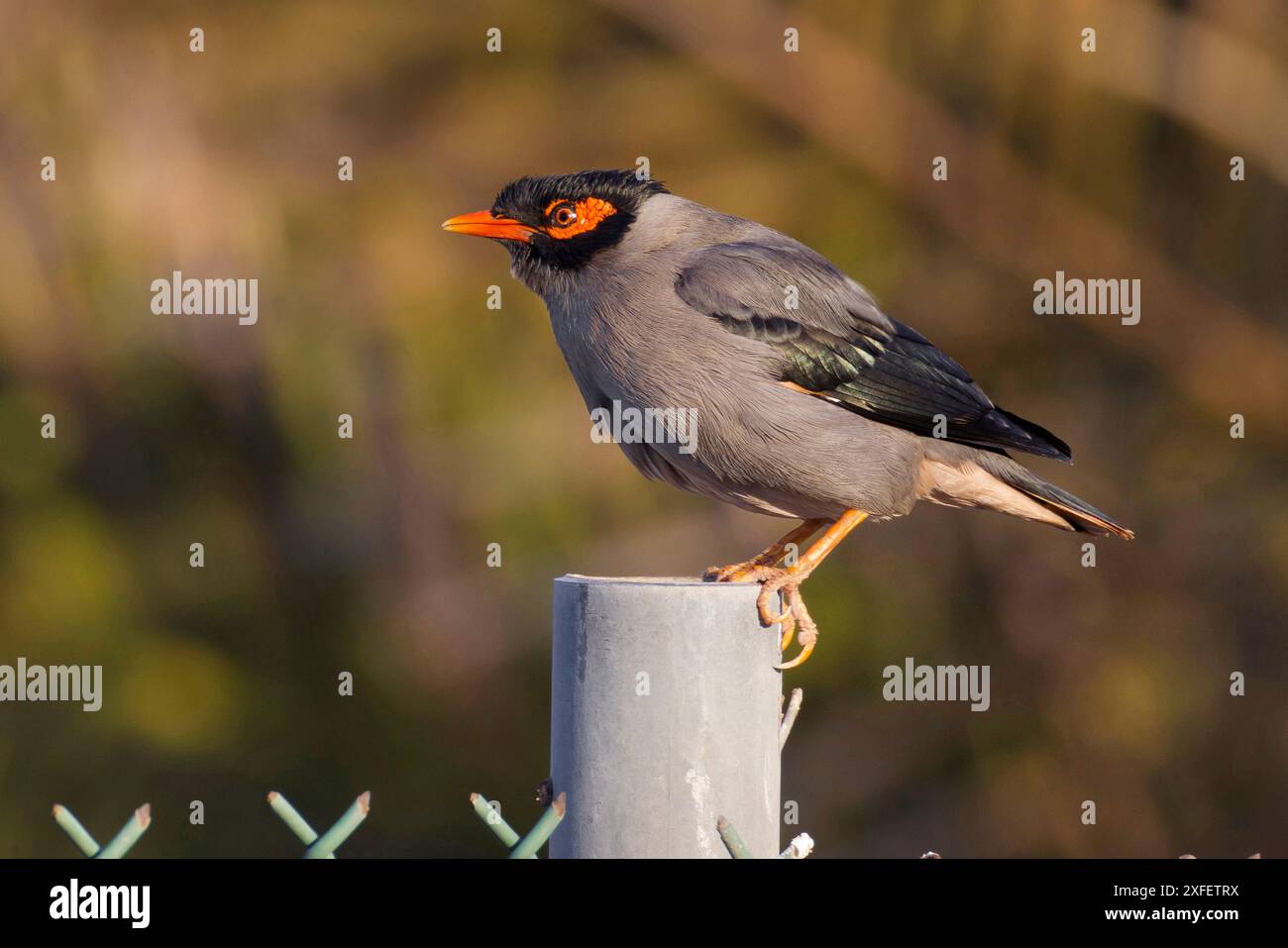 bank mynah, Bank myna (Acridotheres ginginianus), arroccata su un palo di legno, vista laterale, Kuwait Foto Stock