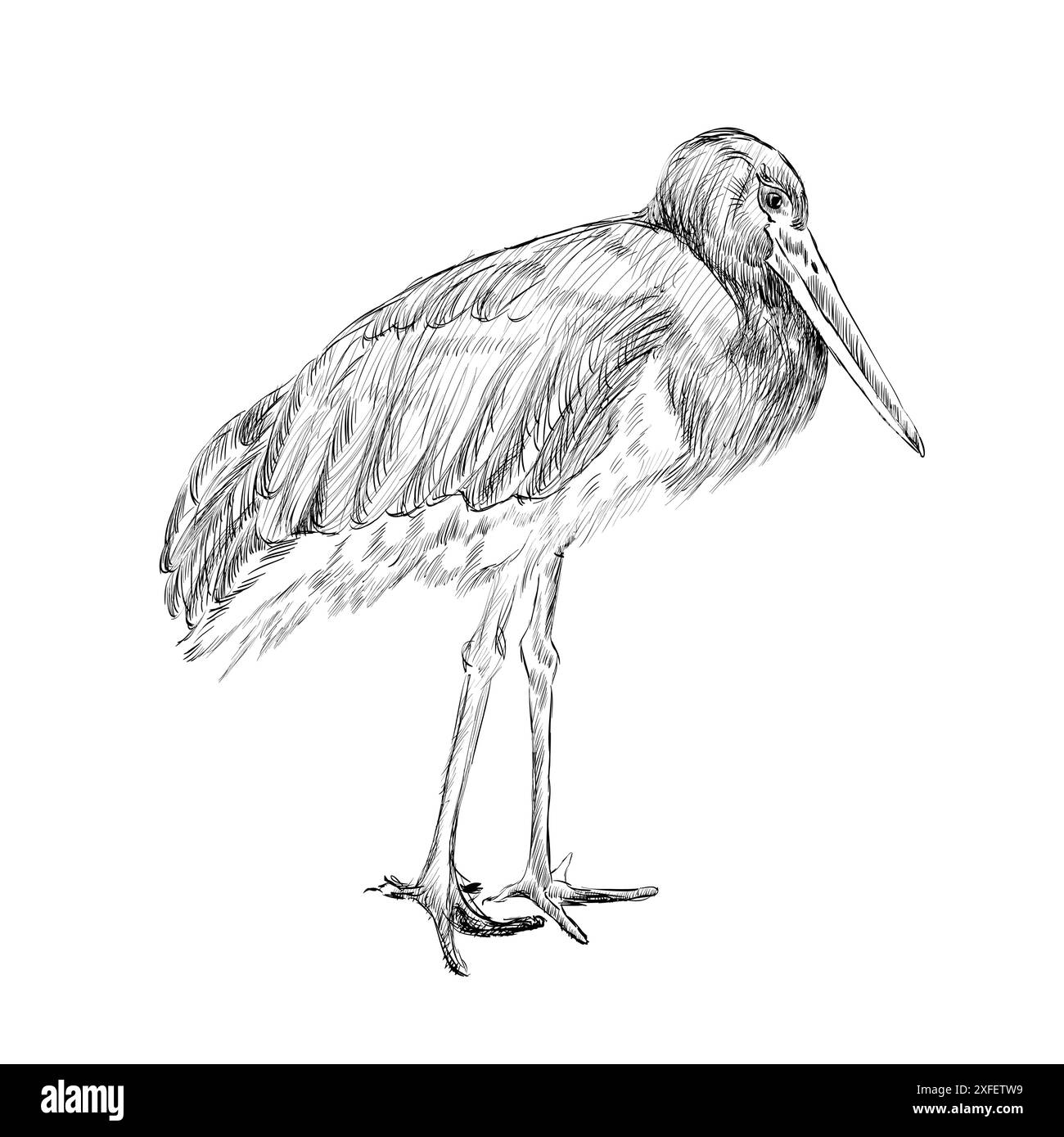 herons sketch Illustrazione Vettoriale
