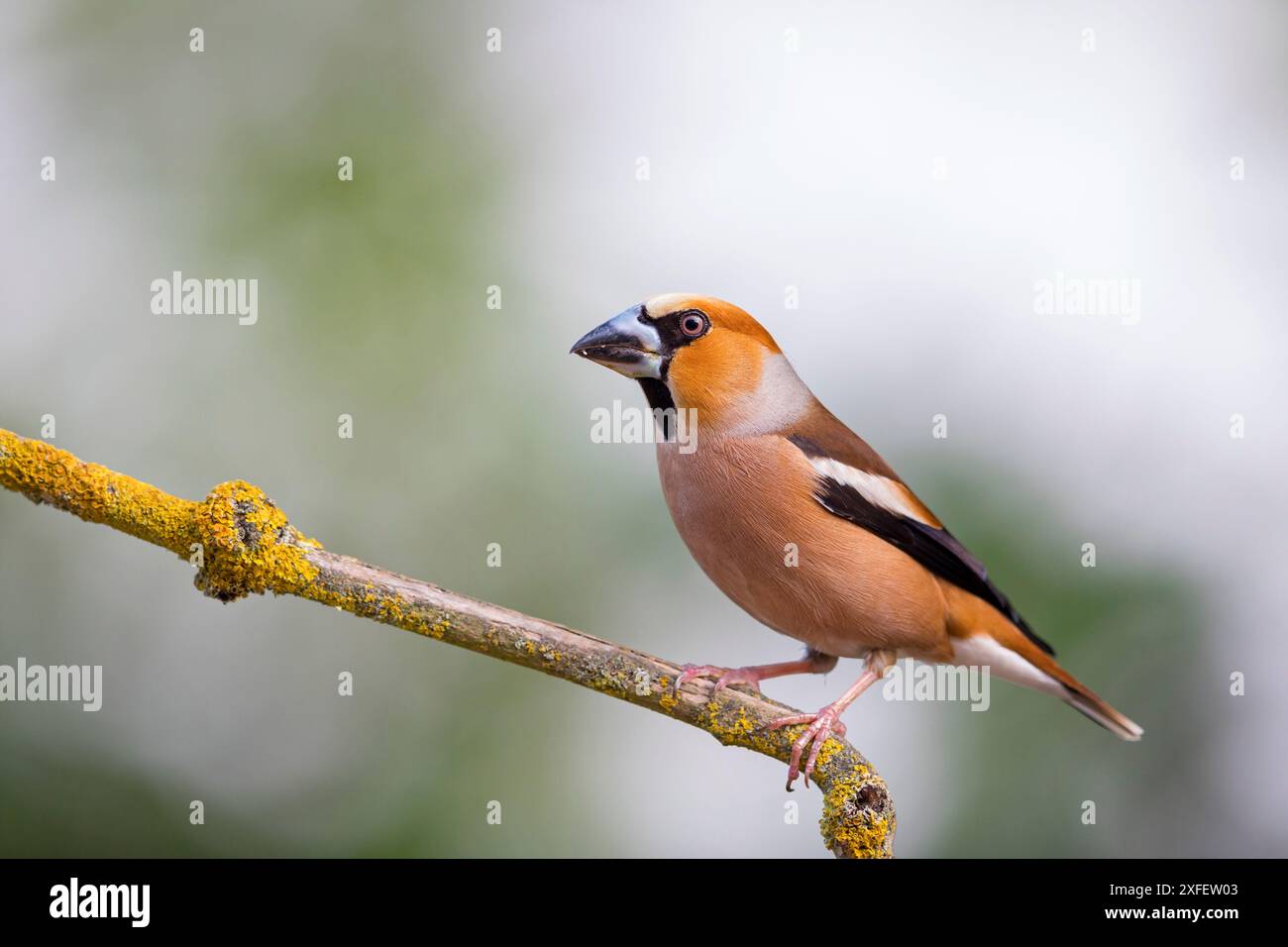 Hawfinch (Coccothraustes coccothraustes), seduta su una filiale, Ungheria, B·cs-Kiskun Foto Stock