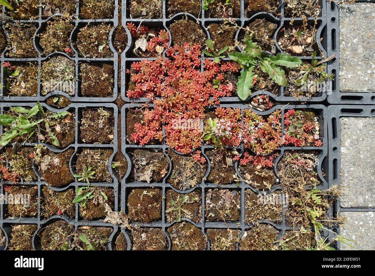 White Stonecrop (Sedum album), parcheggio non sigillato con tappetini a griglia, Francia, Bretagna Foto Stock