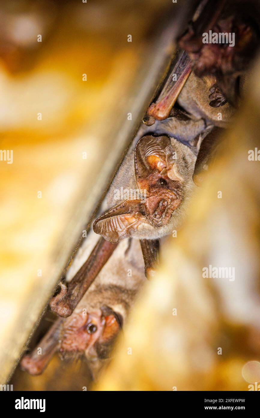 Pipistrello messicano a coda libera, pipistrello brasiliano a coda libera (Tadarida brasiliensis), colonia in fessure sotto un ponte stradale, Stati Uniti, Arizona Foto Stock