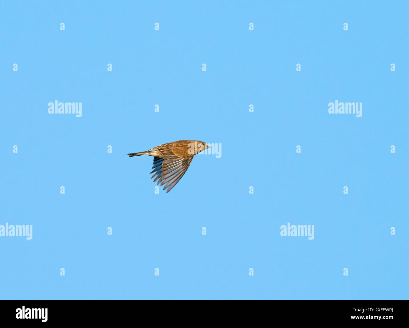 linnet (Carduelis cannabina, Acanthis cannabina, Linaria cannabina), femmina in volo, Paesi Bassi, Limburgo Foto Stock