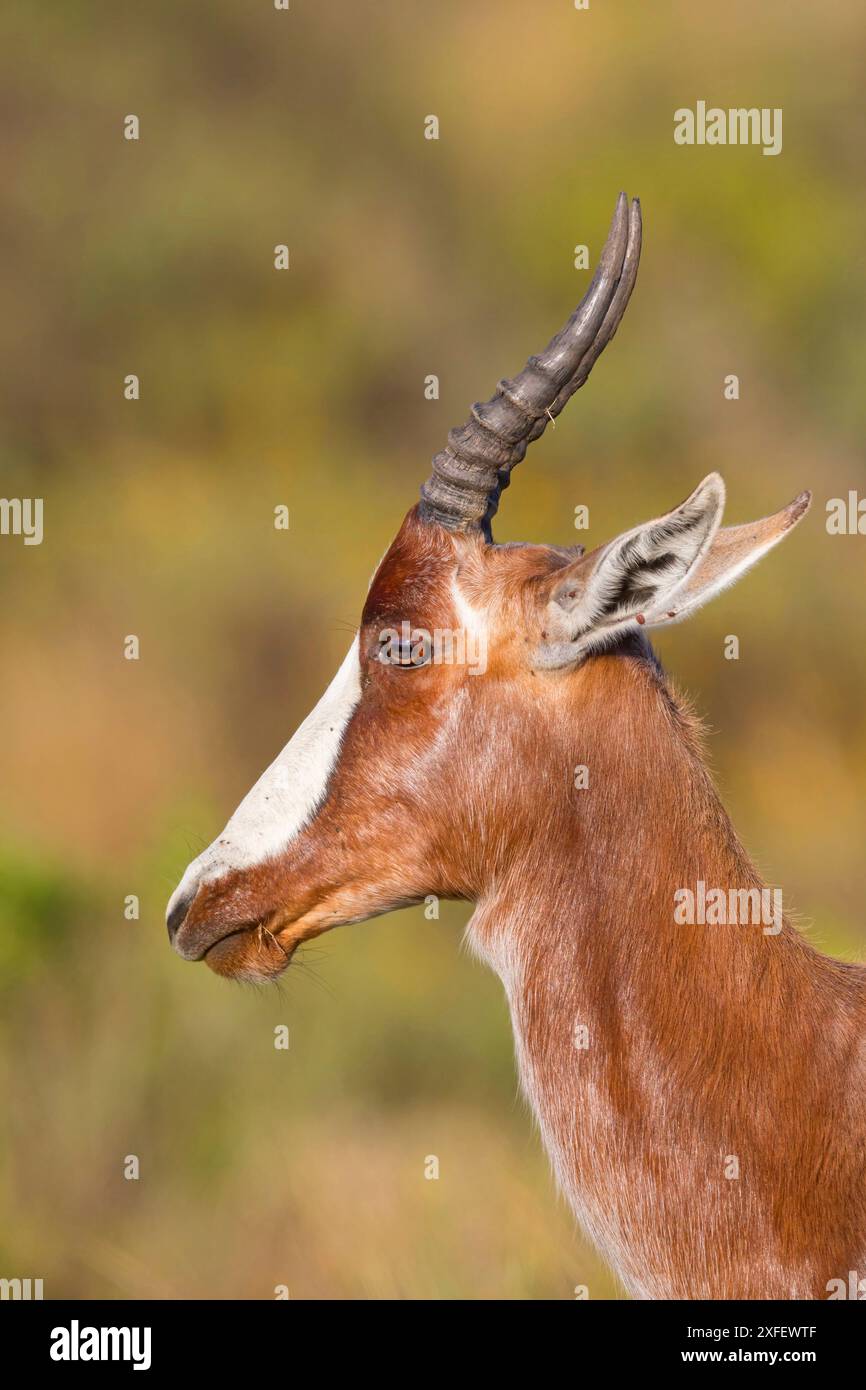 Bontebok (Damaliscus pygargus, Damaliscus dorcas, Damaliscus dorcas dorcas), ritratto, vista laterale, Sudafrica, Capo Occidentale, Table Mountain National Foto Stock