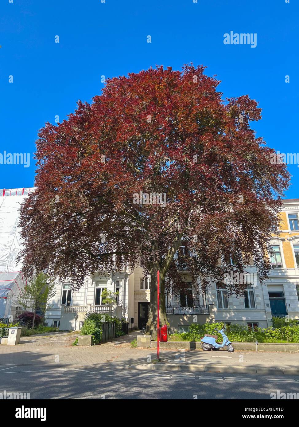 Faggio di rame (Fagus sylvatica var. Purpurea, Fagus sylvatica "Atropunicea", Fagus sylvatica Atropunicea), Street Tree, Germania, Amburgo Foto Stock