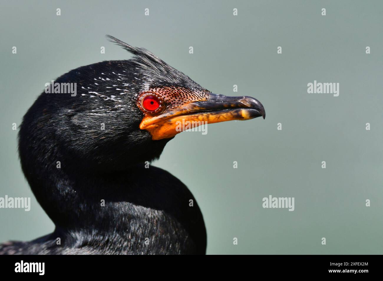 Cormorano coronato (Phalacrocorax coronatus, Microcarbo coronatus), Swakopmund adulto, endemico della corrente fredda Benguela dell'Africa meridionale, Namib Foto Stock