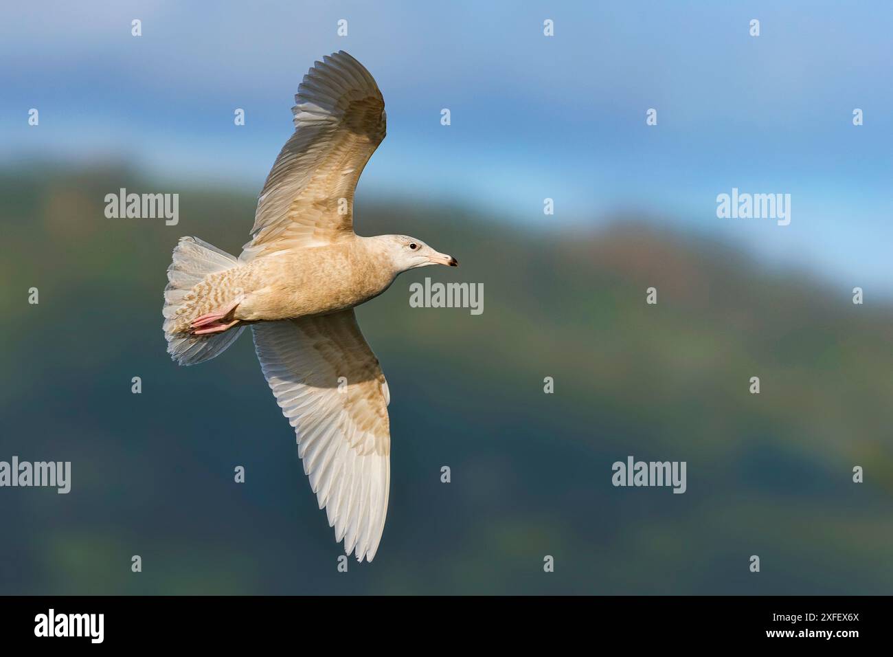 Gabbiano glaucoso (Larus hyperboreus), immaturo in volo, vista laterale, Azzorre Foto Stock