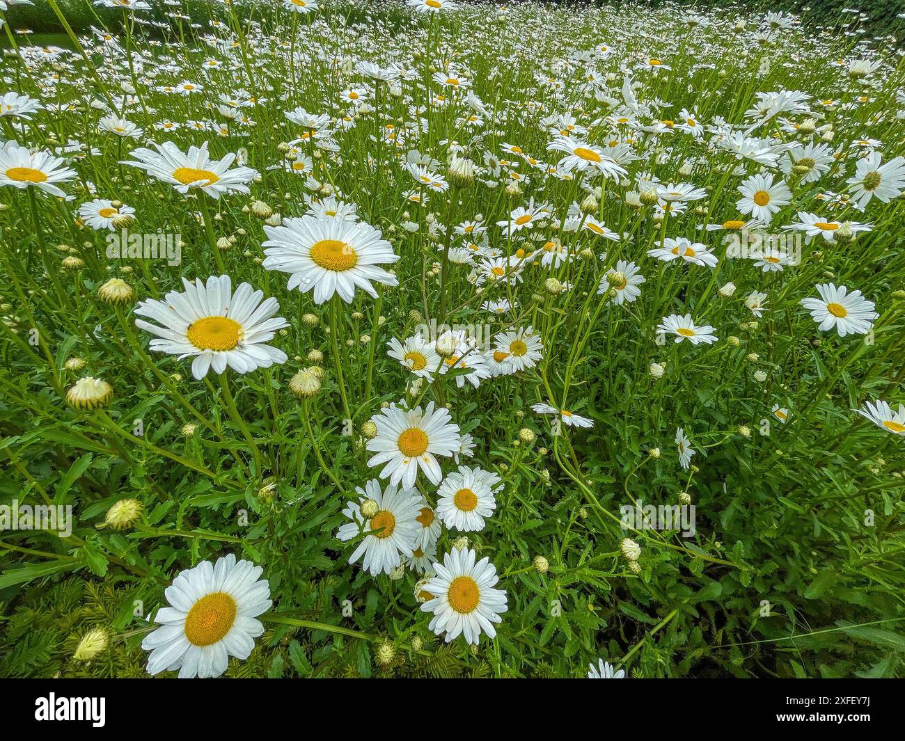 Olanda, margherite selvatiche o fiori selvatici del prato vulgare di Leucanthemum con petali bianchi e centro giallo in fiore Foto Stock