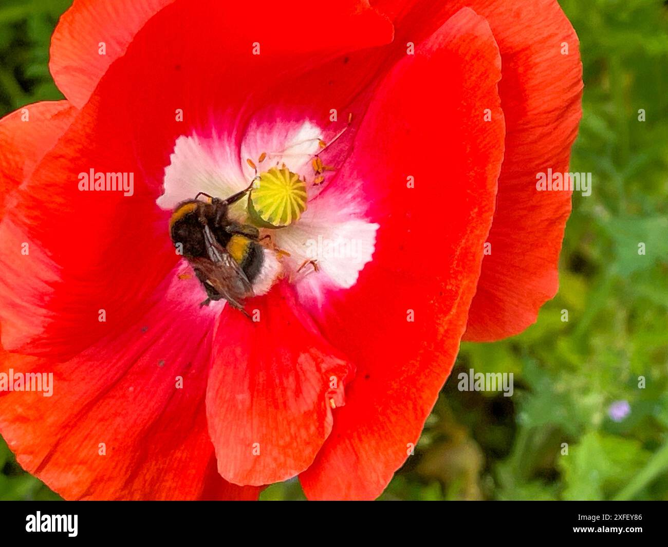Paesi Bassi - Bumblebee su fiore di papavero. Foto Stock